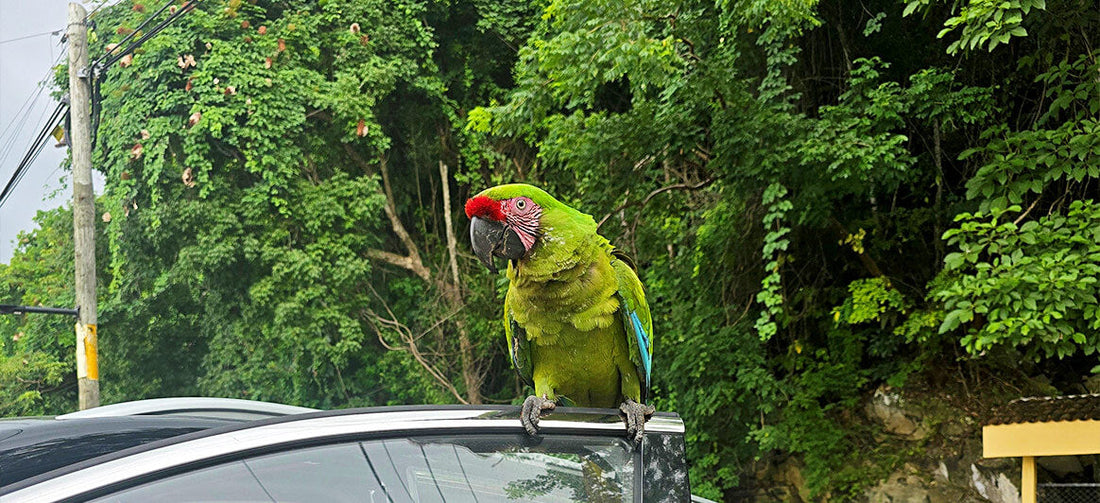 macaw bird