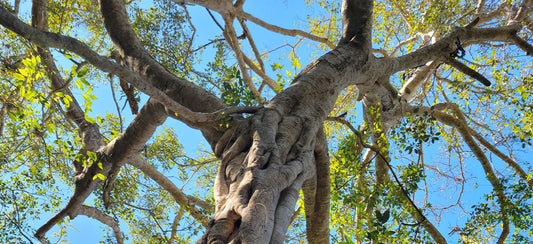 puerto vallarta botanical gardens ficus