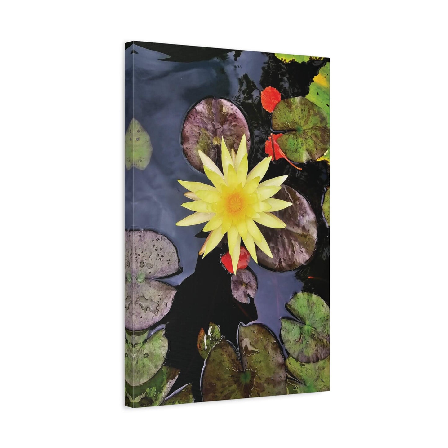 canvas print beautiful water lily image 16x24