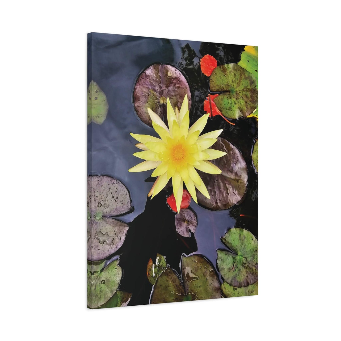 canvas print beautiful water lily image 24x32