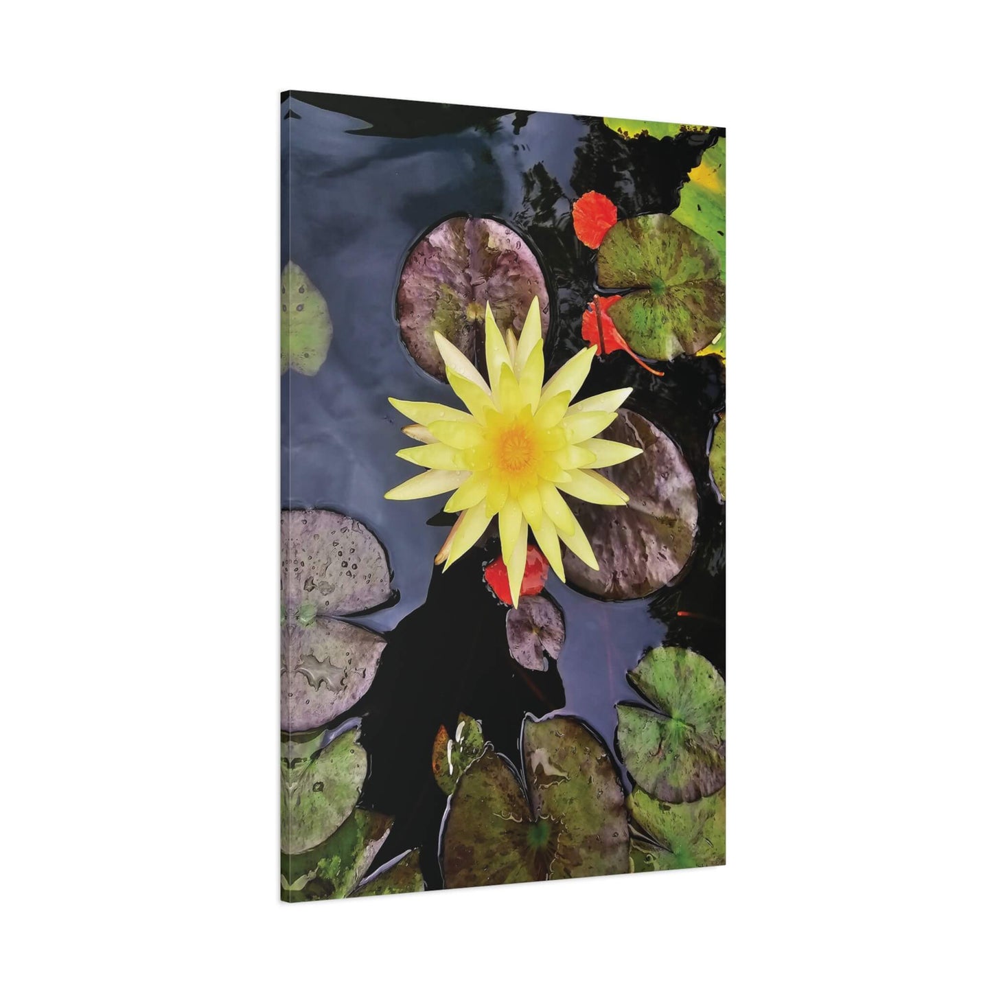 canvas print beautiful water lily image 32x48