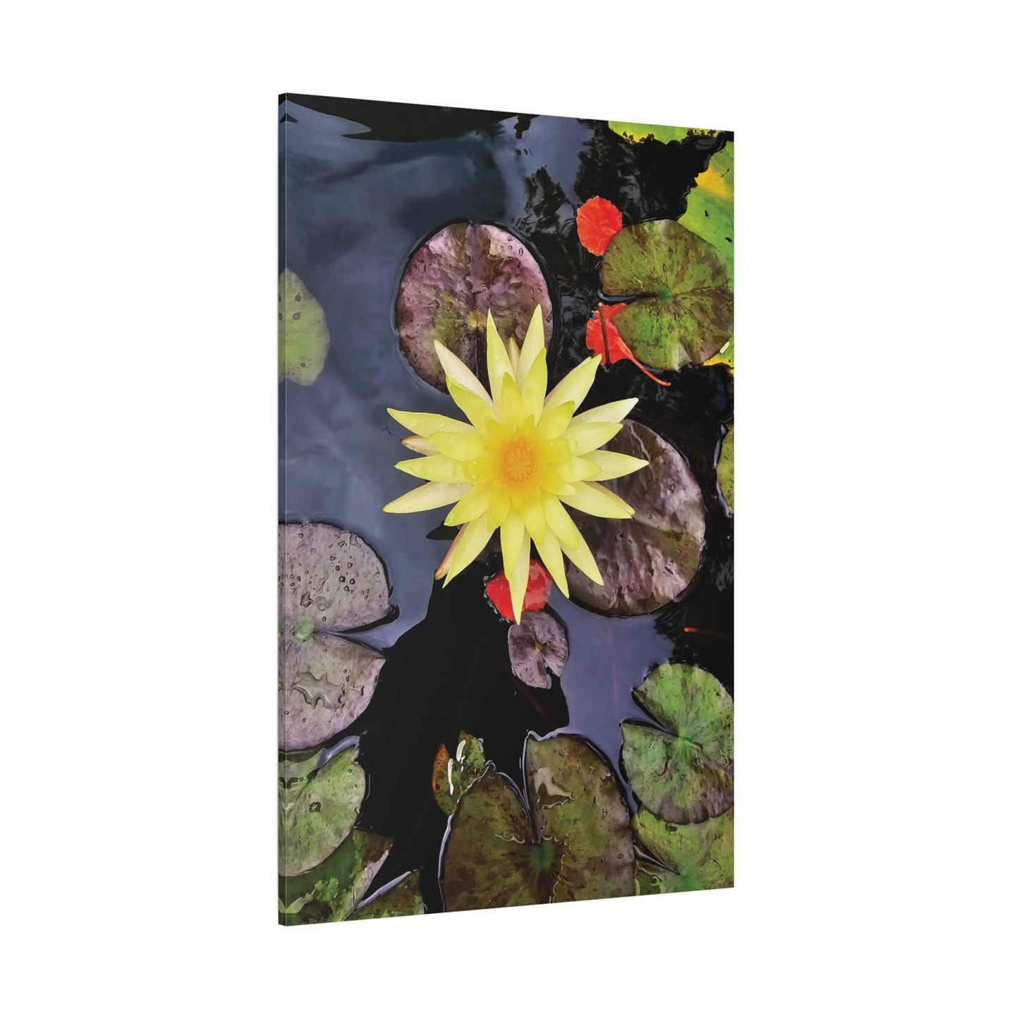 canvas print beautiful water lily image 40x60