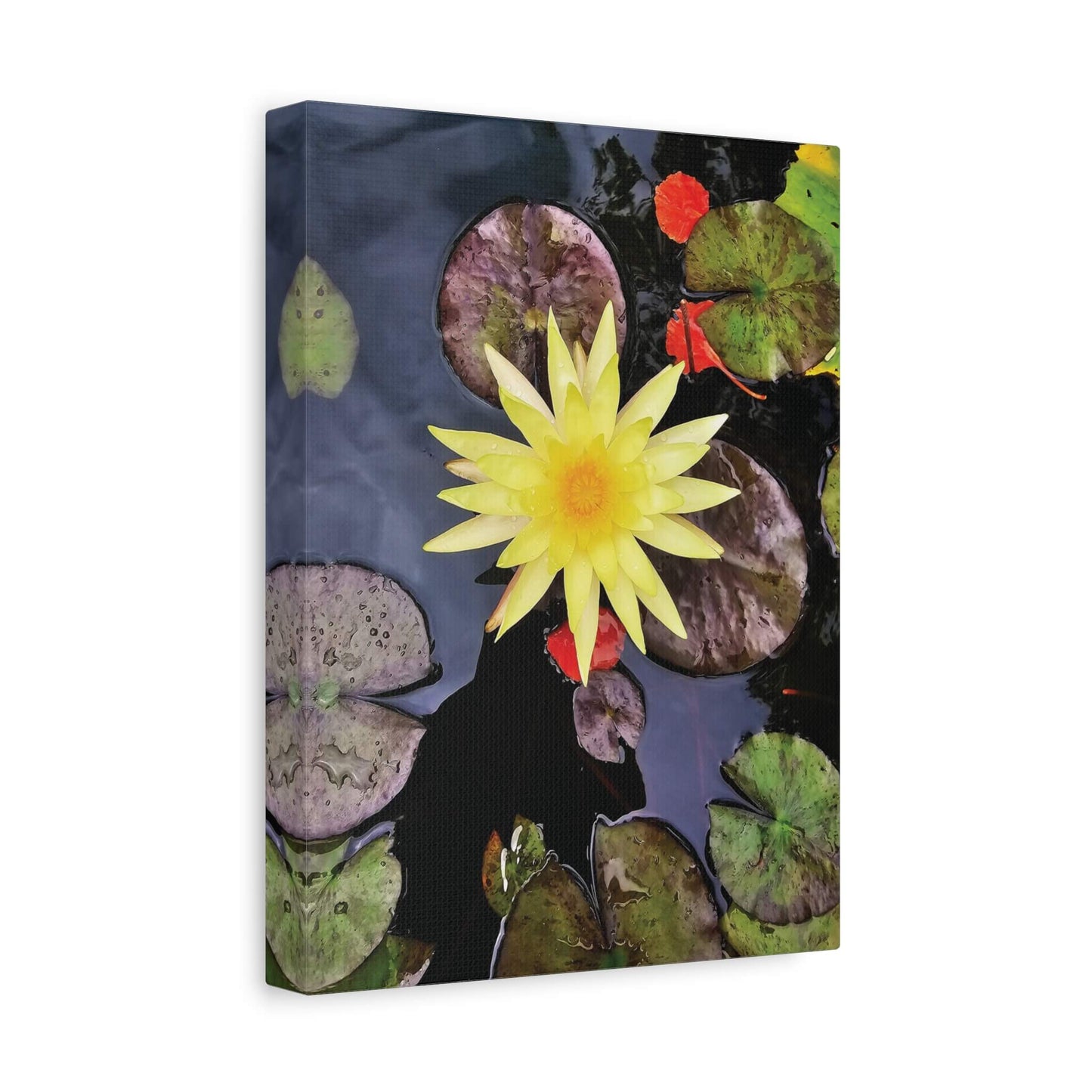 canvas print beautiful water lily image 9x12