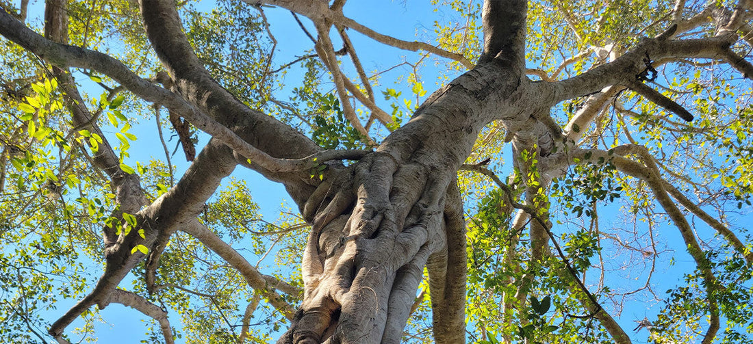 puerto vallarta botanical gardens ficus
