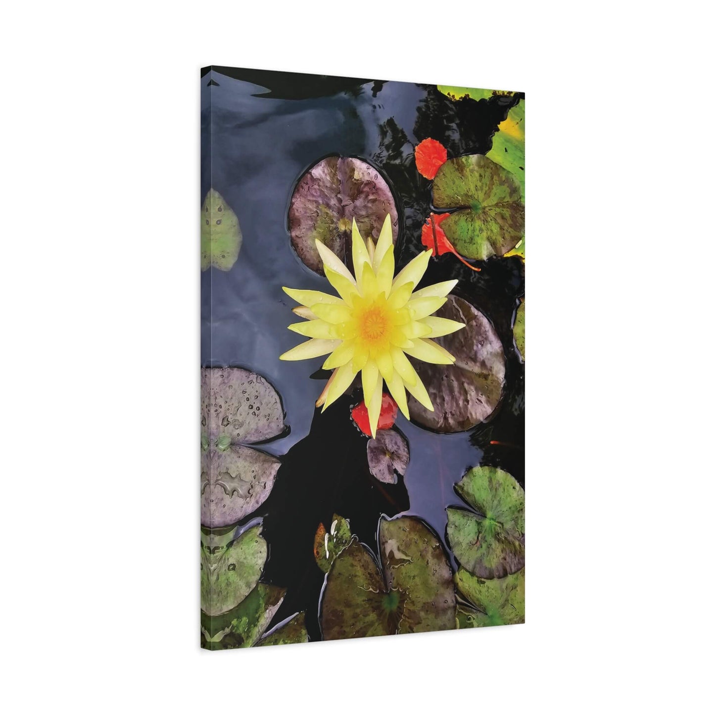 canvas print beautiful water lily image 20x30