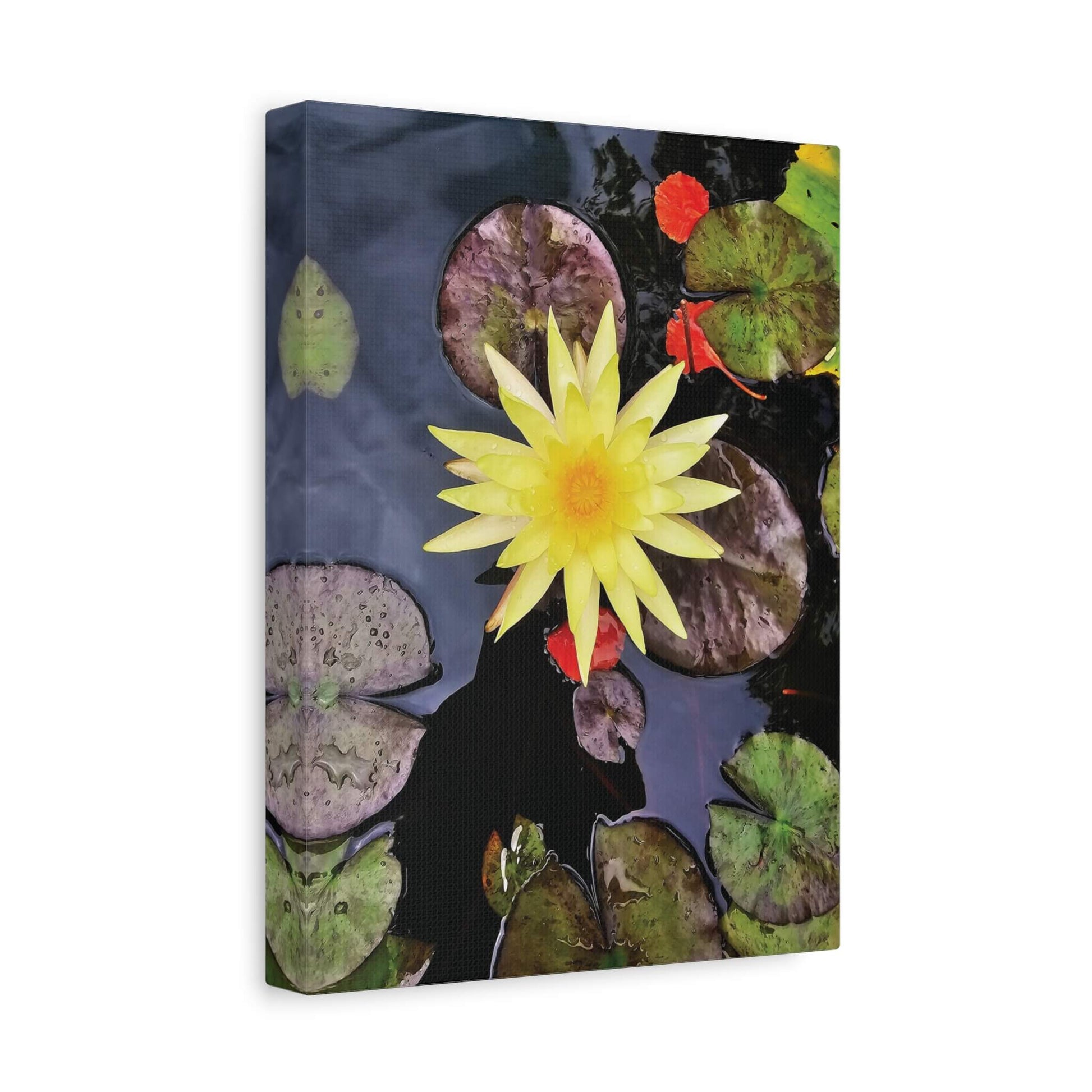 canvas print beautiful water lily image 9x12